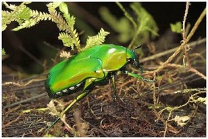 http://unehunikdananeh.files.wordpress.com/2011/05/an-iridescent-beetle-mount-bosavi-amazing-pictures-nature.jpg?w=300